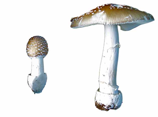 Dos ejemplares de amanita pantera (Amanita pantherina)