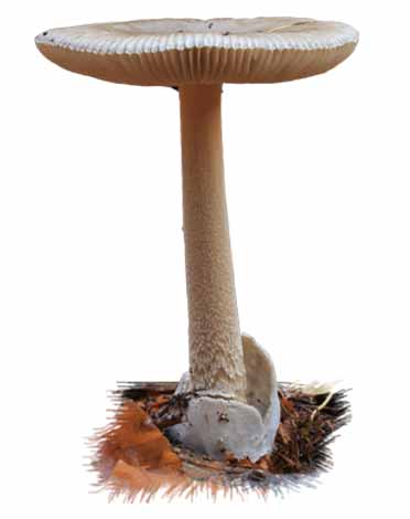 cucumela (Amanita vaginata)