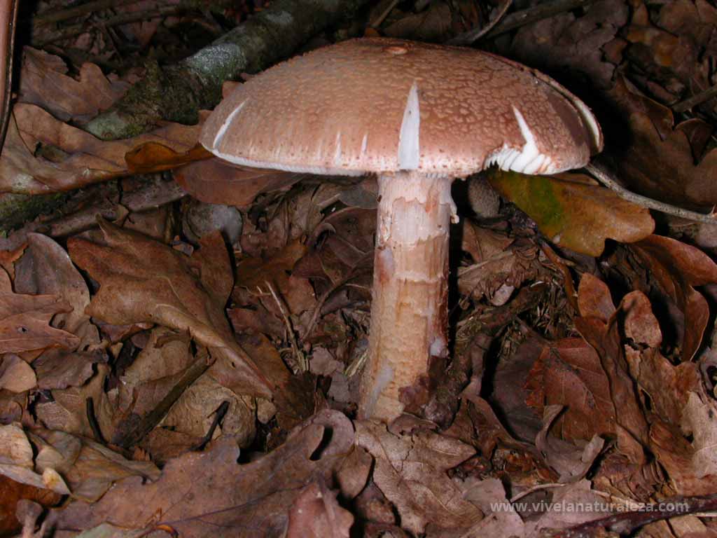 Amanita vinosa, amanita rojiza, oronja vinosa (Amanita rubescens)