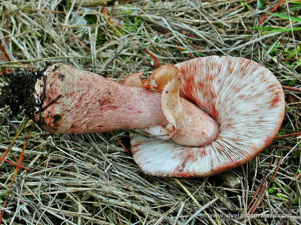 Vista de las láminas, pie y sombrero de la amanita vinosa, amanita rojiza, oronja vinosa (Amanita rubescens)