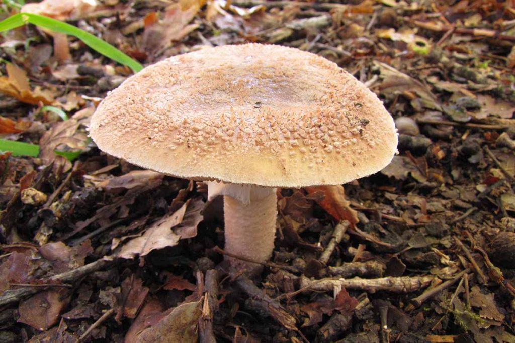 Amanita vinosa, amanita rojiza, oronja vinosa (Amanita rubescens) con el sombrero extendido.