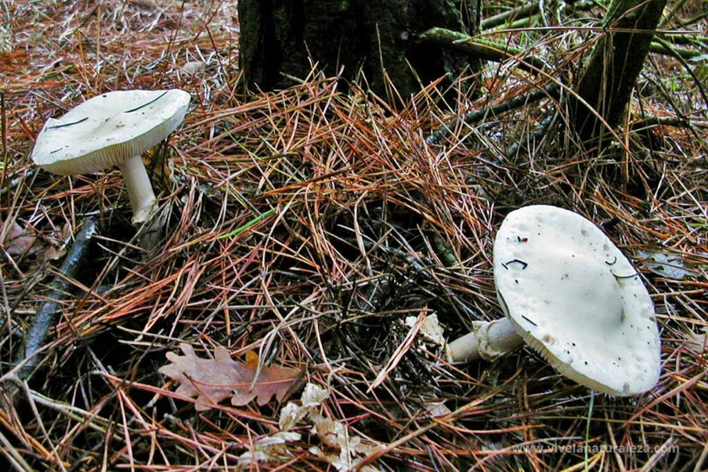 amanita maloliente (Amanita virosa)
