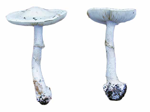 Amanita maloliente (Amanita virosa)