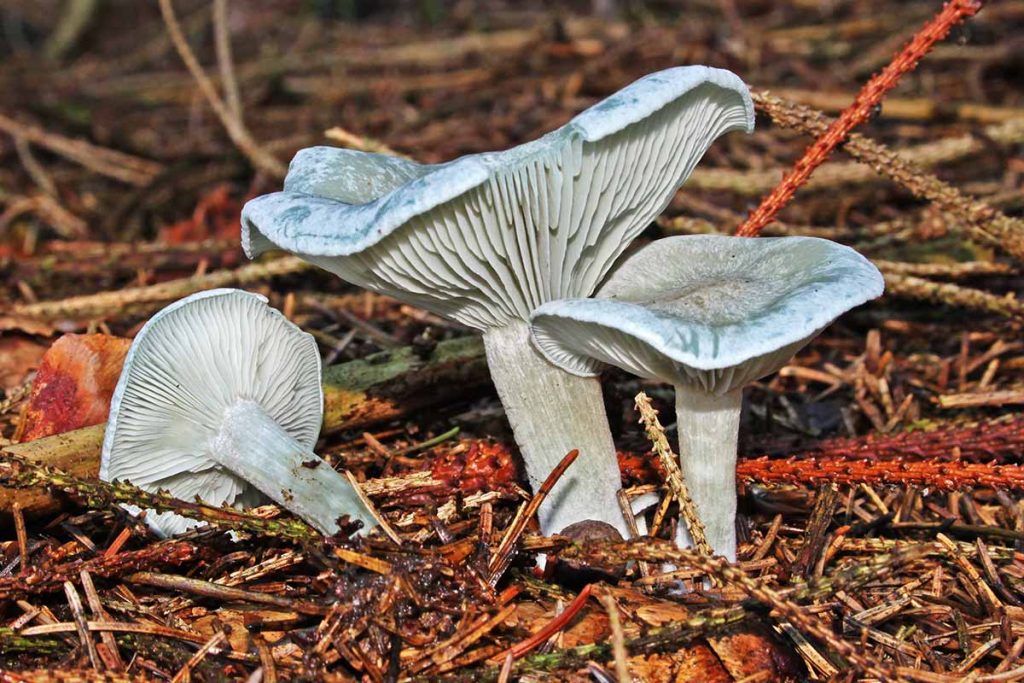 seta anisada (Clitocybe odora)
