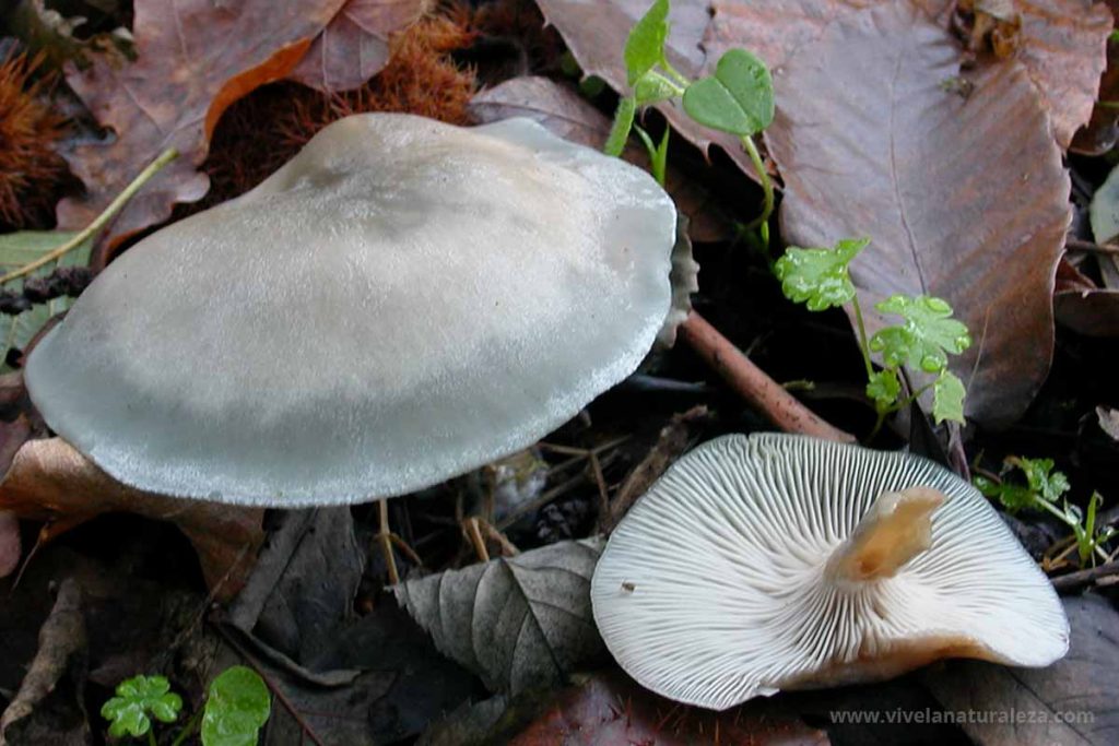 anisada seta (Clitocybe odora)