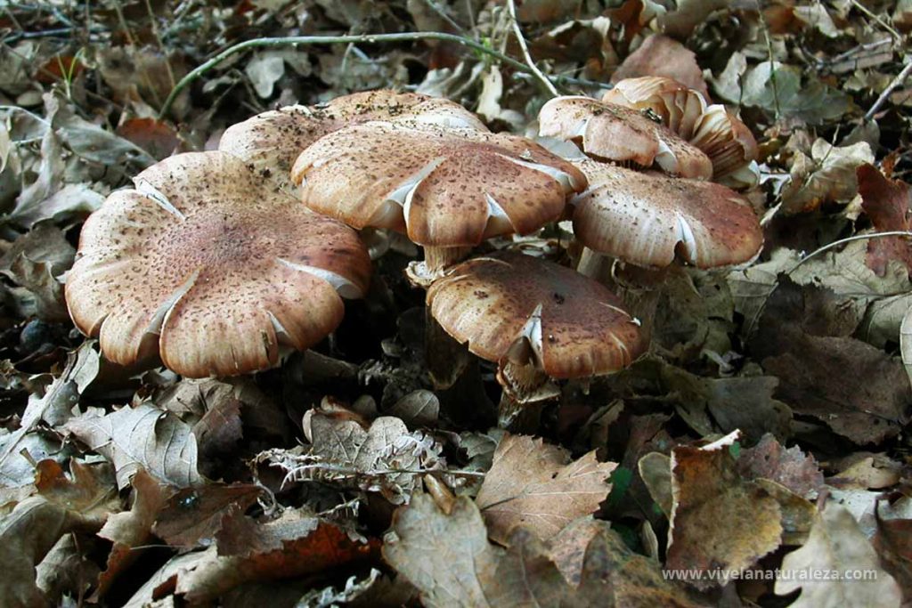 Armillaria color de miel (Armillaria mellea)