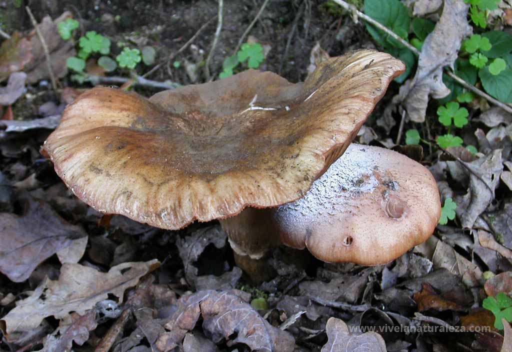 Armillaria mellea, Armillariella mellea