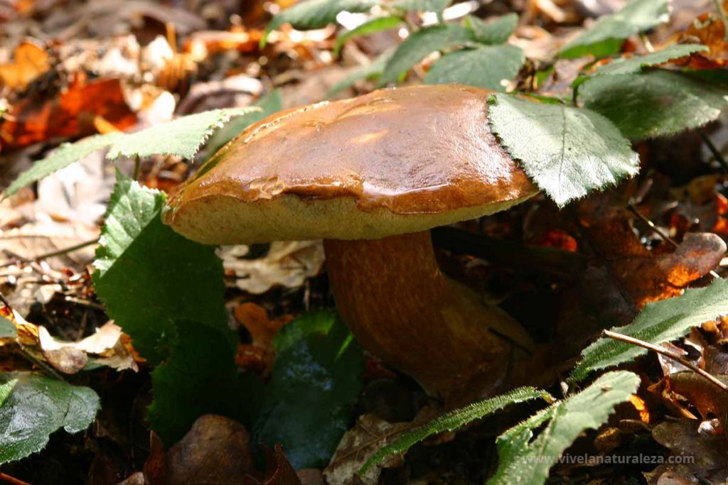 boleto bayo (Boletus badius = Imleria badia)