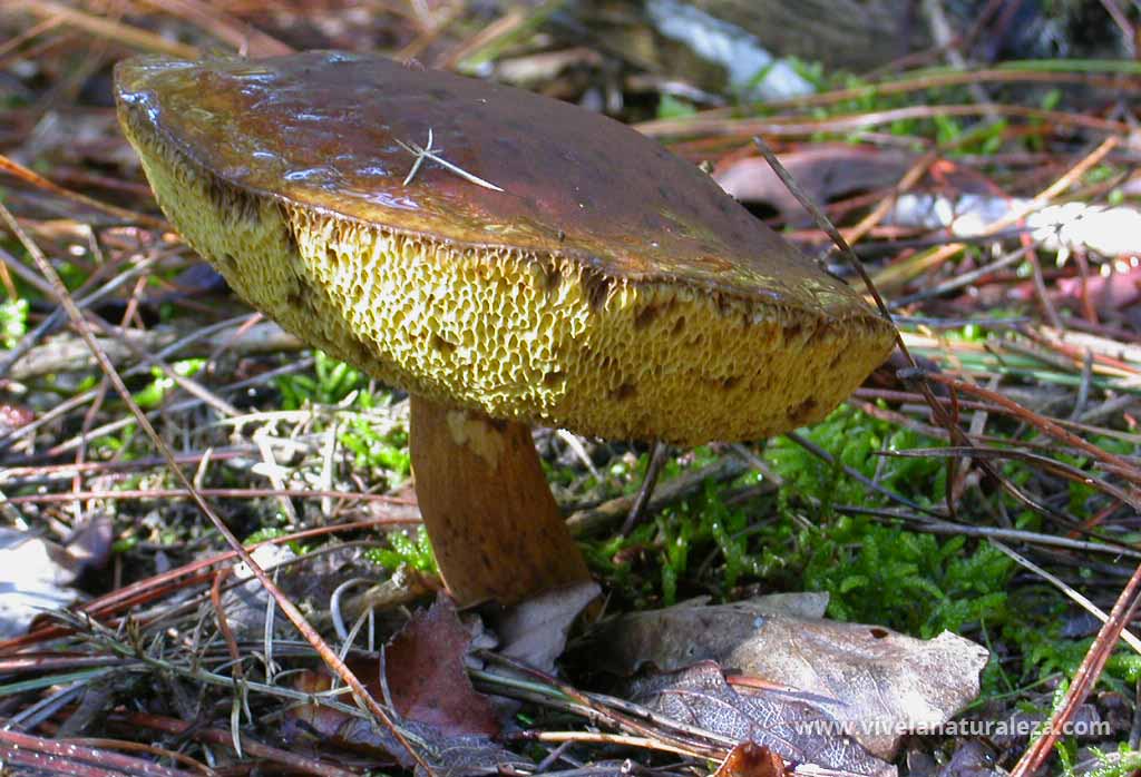 Boleto bayo (boletus badius)