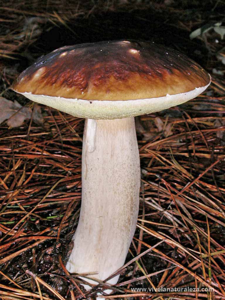 Boletus edulis