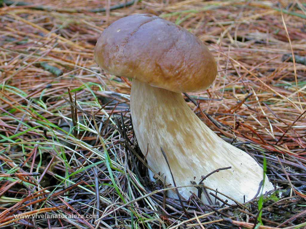 Boleto comestible, seta calabaza, hongo blanco, pambazo