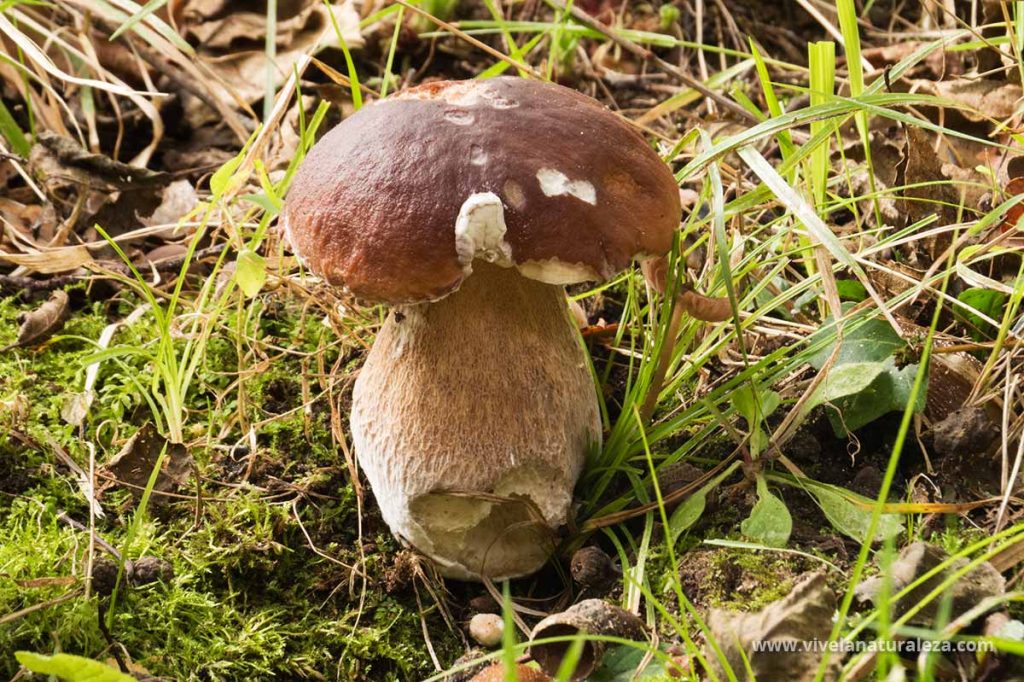 boleto del pino (Boletus pinophilus)