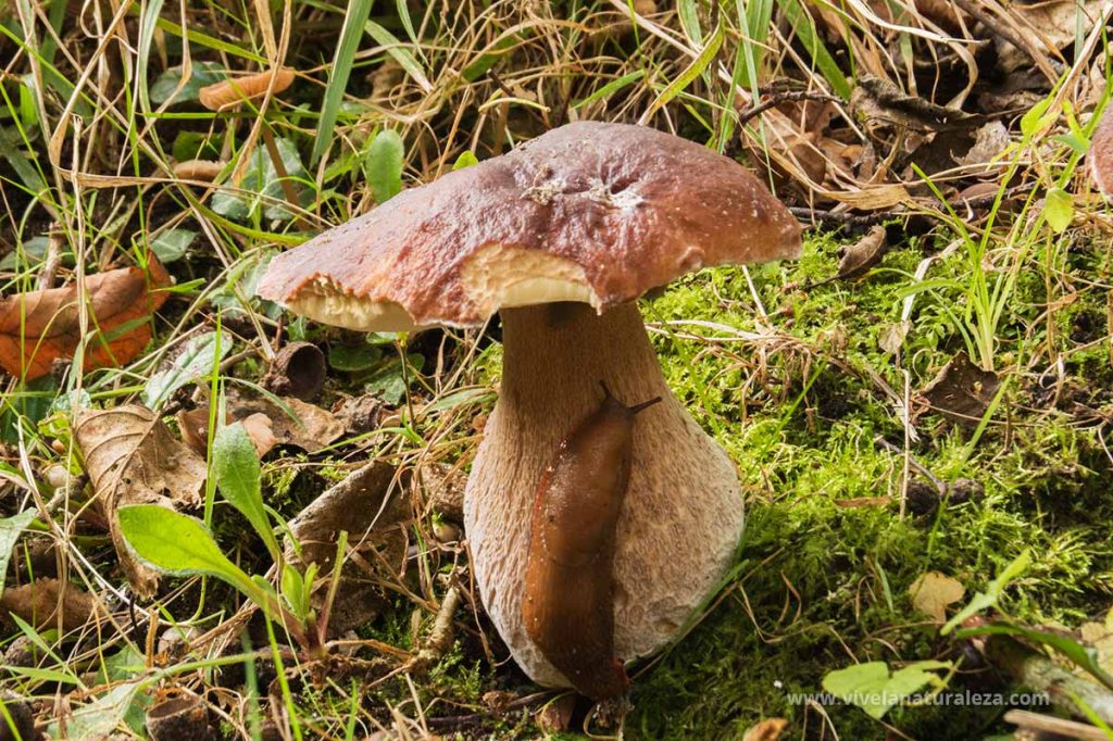 boleto del pino (Boletus pinophilus)