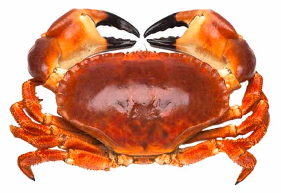 buey de mar (Cancer pagurus)