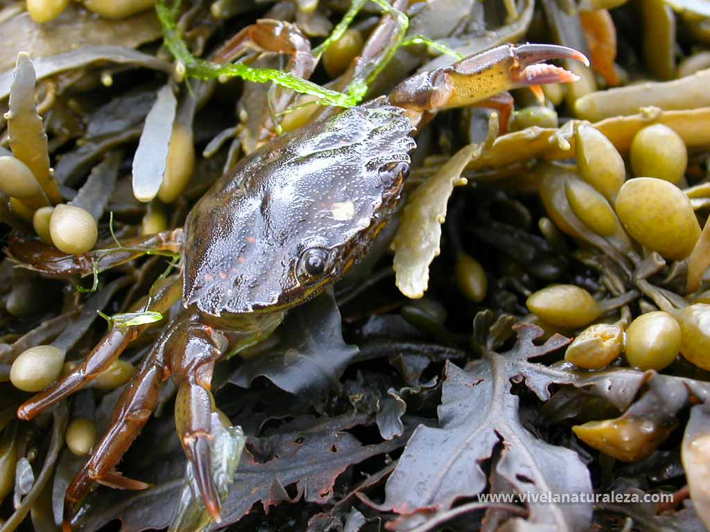 cangrejo verde o cangrejo comun entre las algas (Carcinus maenas, Carcinides maenas)