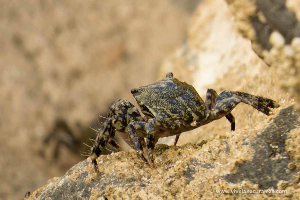 cangrejo corredor (Pachygrapsus marmoratus)