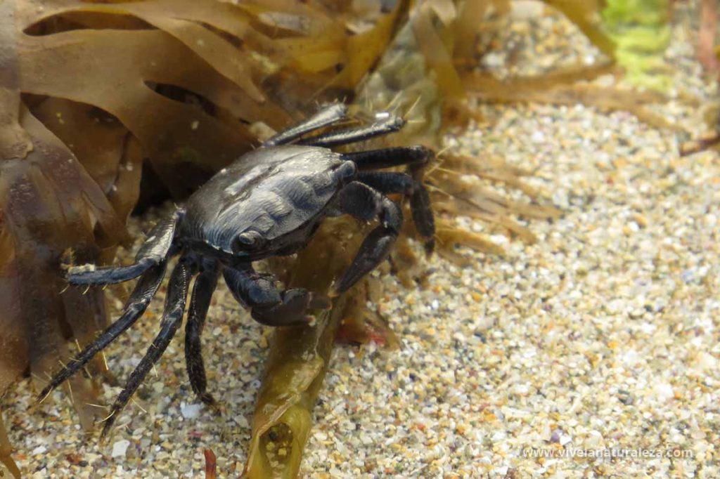 Cangrejo corredor, Cangrejo zapatero, mulata (Pachygrapsus marmoratus)