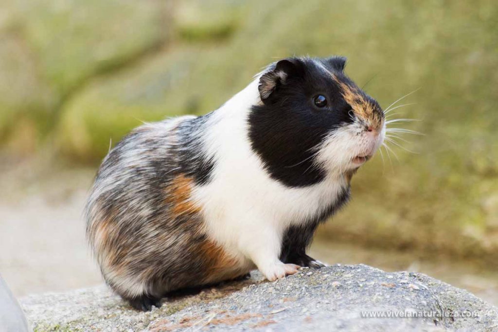 Cobaya o conejillo de indias - Cavia porcellus