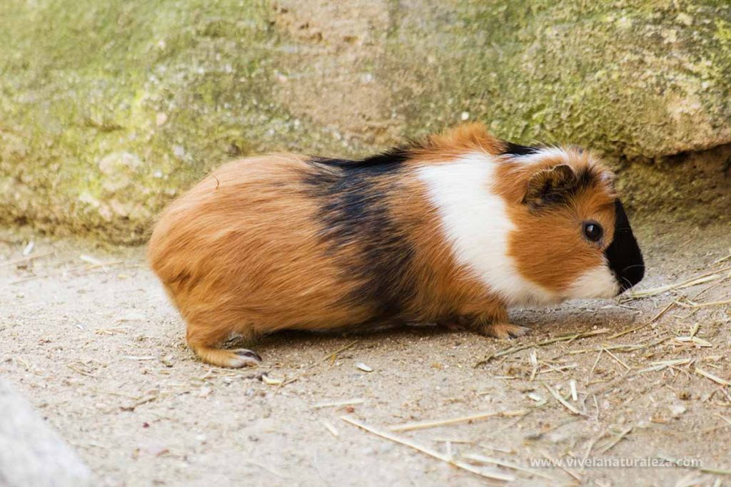 Conejillo de indias, también conocido como cobaya o cuy (Cavia porcellus)