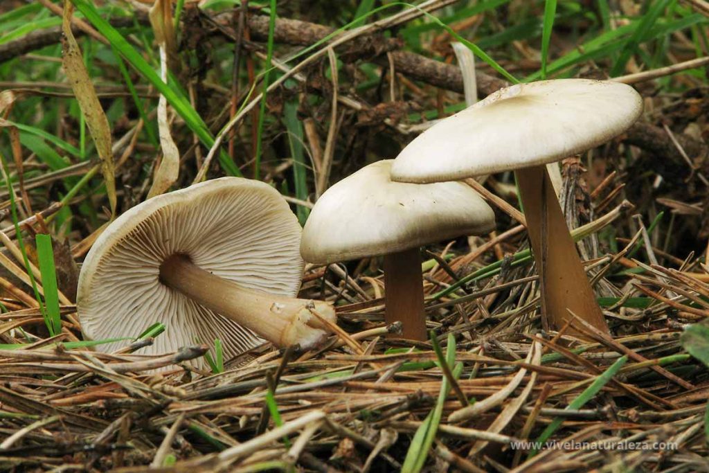 seta Colibia butirácea (Rhodocollybia butyracea = Collybia butyracea)