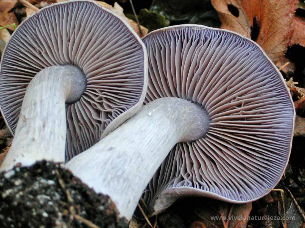 cortinario blanco violáceo (Cortinarius alboviolaceus)