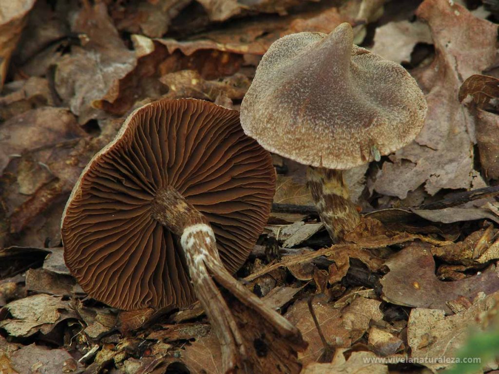 Cortinarius palaceus