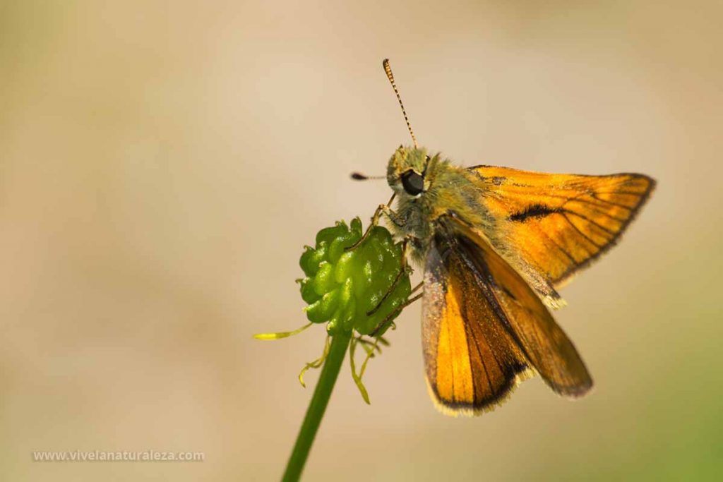 mariposa dorada de orla ancha (Ochlodes sylvanus = Ochlodes venatus)