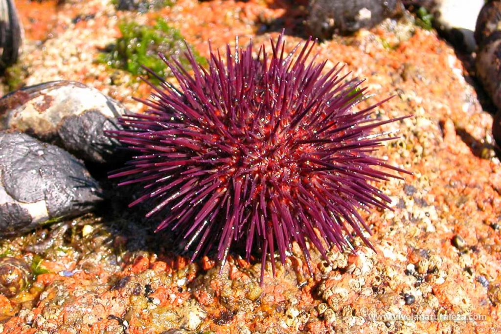 erizo de mar comun o castaña de mar (Paracentrotus lividus)