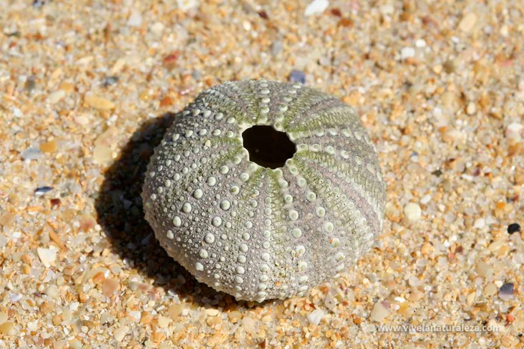 Esqueleto o caparazon de erizo de mar comun o castaña de mar (Paracentrotus lividus)