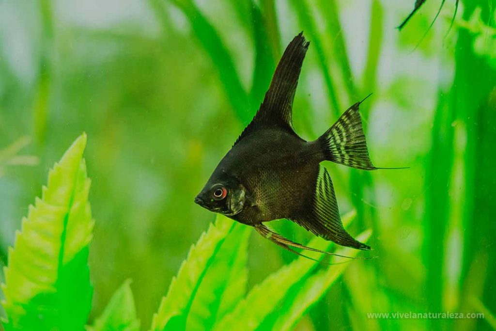 escalar o pez angel (Pterophyllum scalare) de color negro