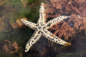 estrella de mar espinosa común (Marthasterias glacialis)