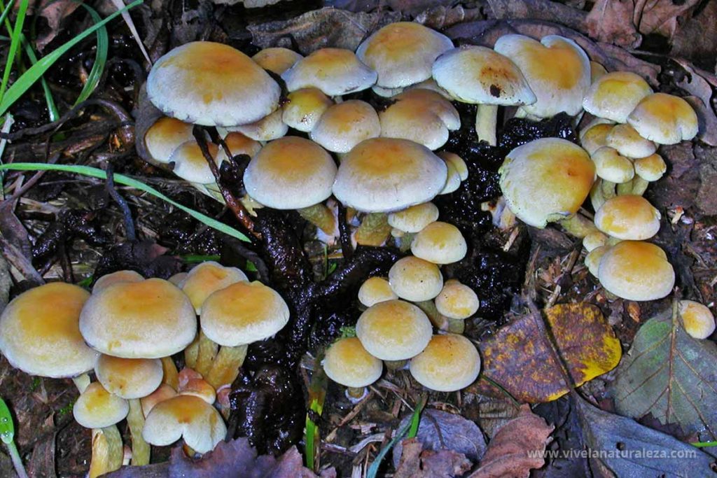 hifoloma de láminas verdes (Hypholoma fasciculare)