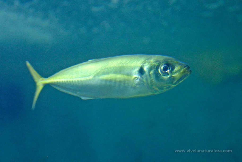 Jurel mediterráneo (Trachurus mediterraneus)