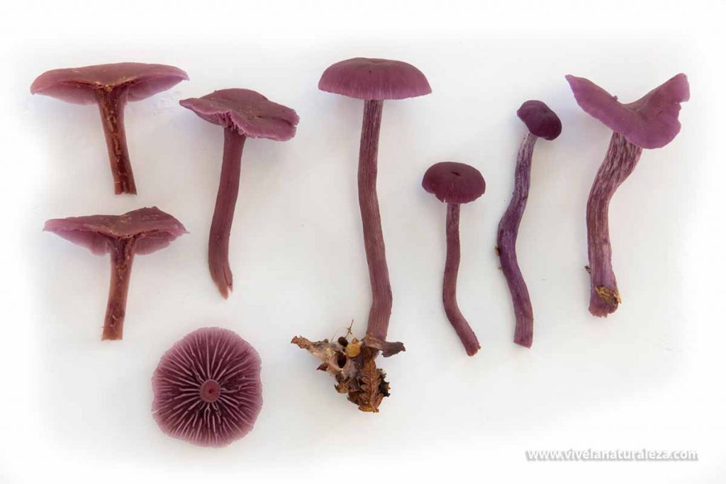 lacaria amatista (Laccaria amethystea)
