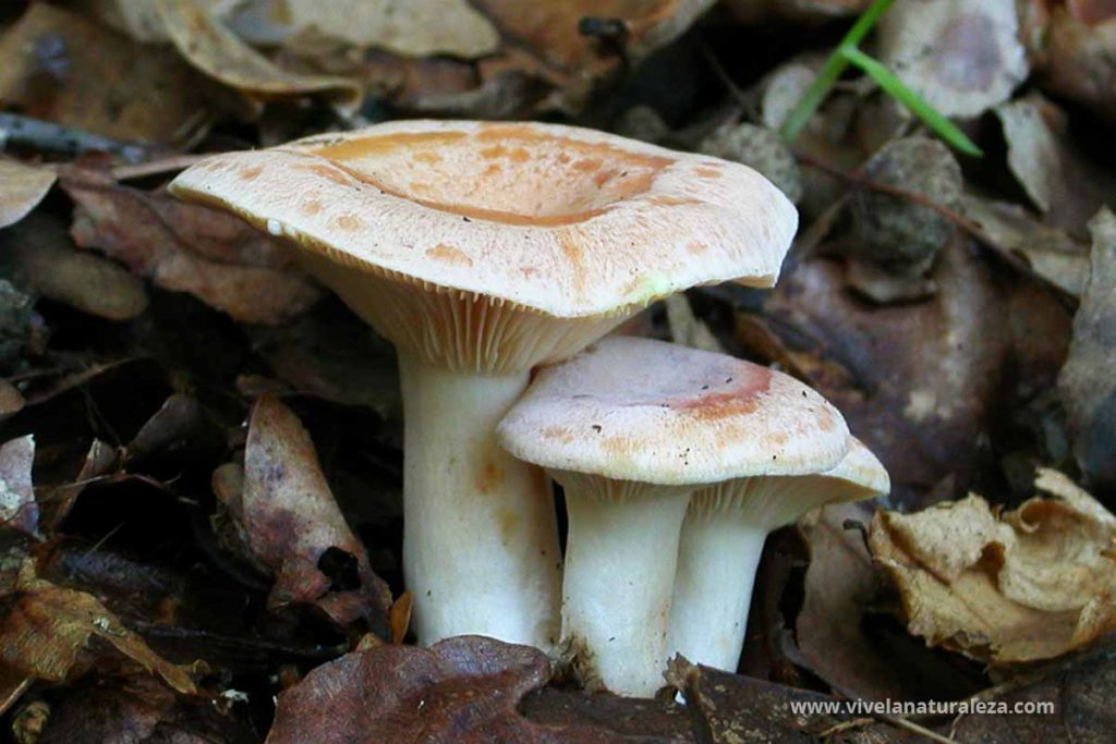 lactario de leche dorada (Lactarius chrysorrheus)