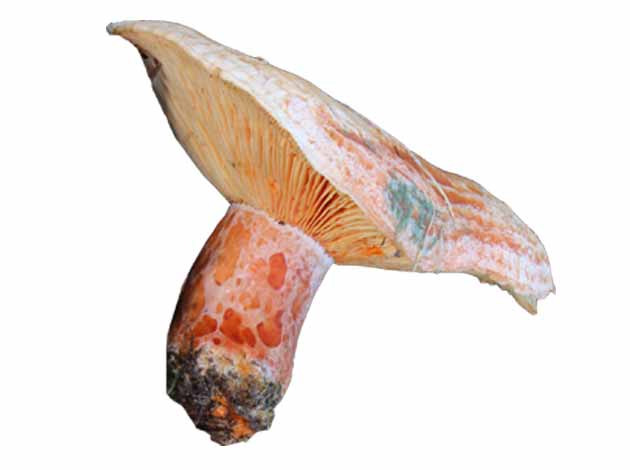 Niscalo (Lactarius deliciosus)
