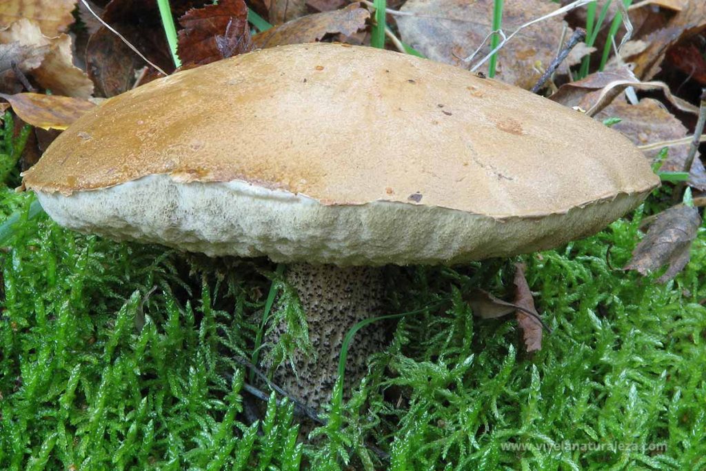 boleto de pie escabroso (Leccinum scabrum = Boletus scaber)