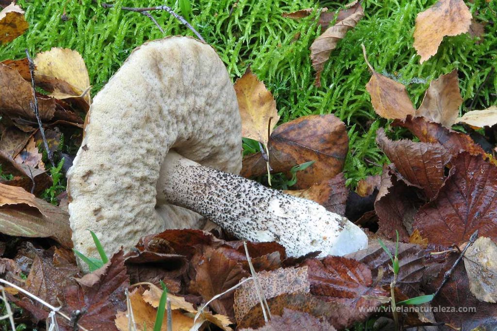 Boleto del abedul o boleto de pie escabroso (Boletus scaber, Leccinum scabrum)