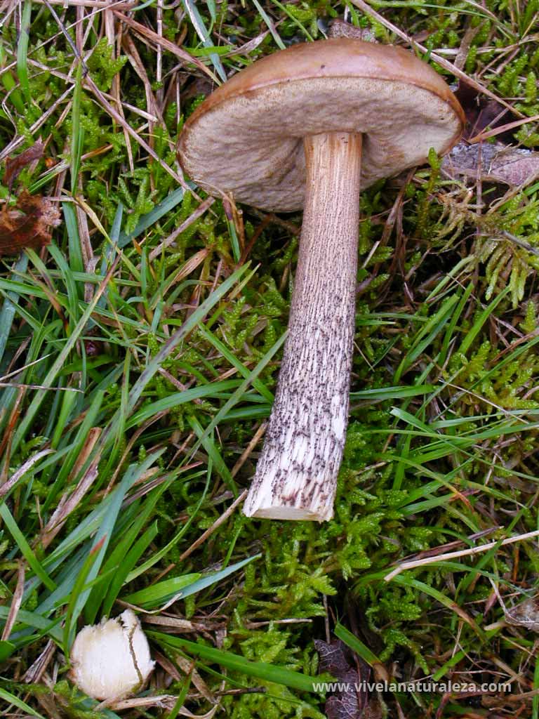 Boleto del abedul o boleto de pie escabroso (Boletus scaber, Leccinum scabrum)