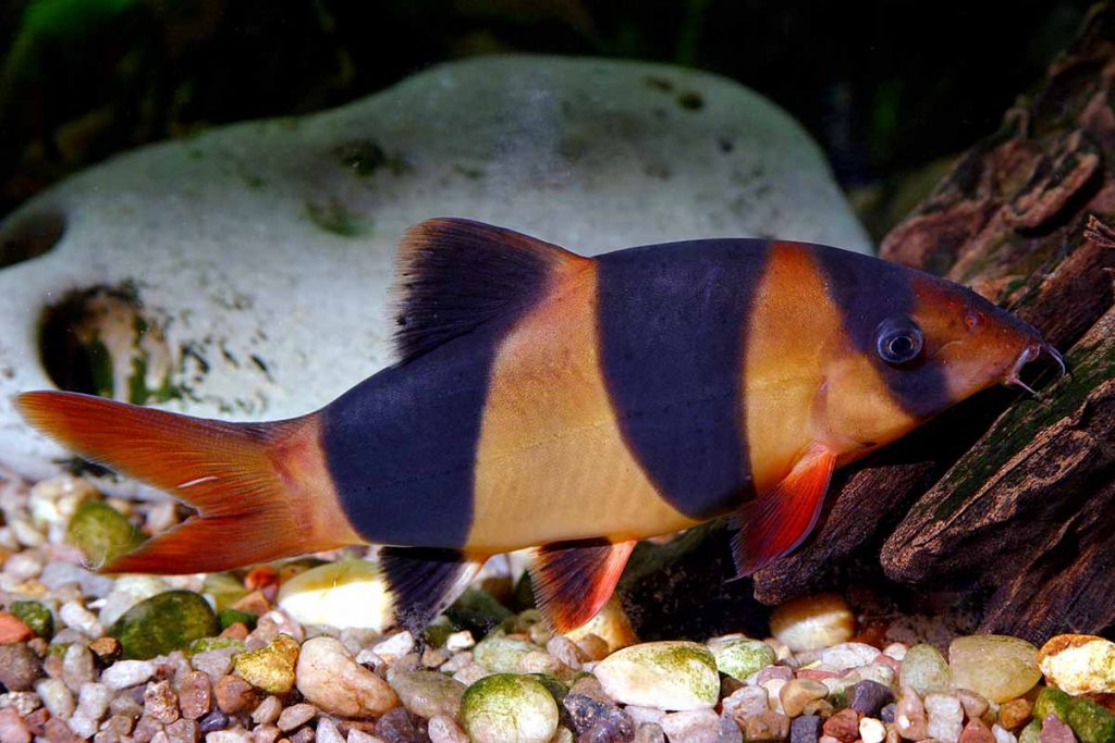 Botia payaso - Chromobotia macracanthus