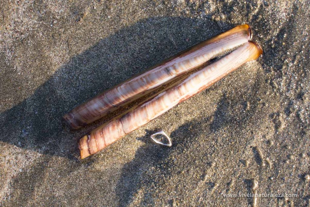 longueirón o navaja rugosa (Solen marginatus)