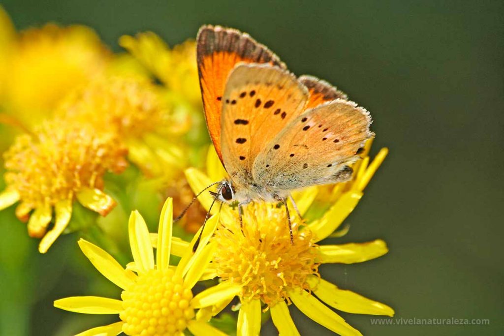 Macho de la mariposa manto de oro (Lycaena virgaureae = Heodes virgaureae)