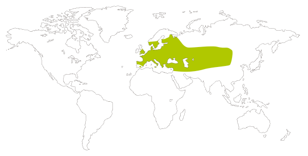 Mapa de distribución mundial de la mariposa dorada de orla ancha (Ochlodes sylvanus, Ochlodes venatus, Ochlodes venata)