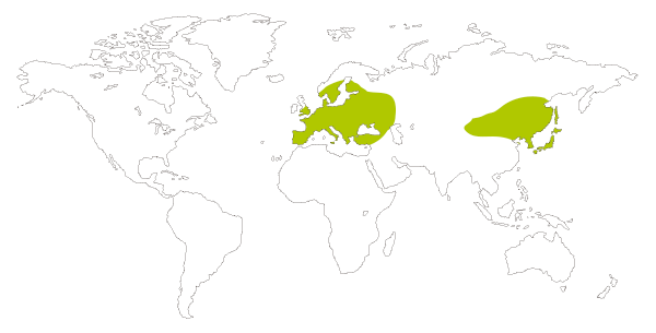 Mapa de distribución mundial de la mariposa ajedrezada menor (Pyrgus malvae)