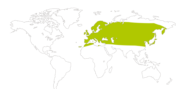 Mapa de distirbucion mundial de la mariposa icaro (Polyommatus icarus)
