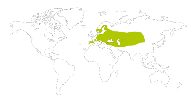 Mapa de distribución mundial de la mariposa manto de oro (Lycaena virgaureae o Heodes virgaureae)