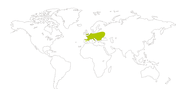 Mapa de distribución mundial de la  mariposa niña coridon (Polyommatus coridon = Lysandra coridon) 
