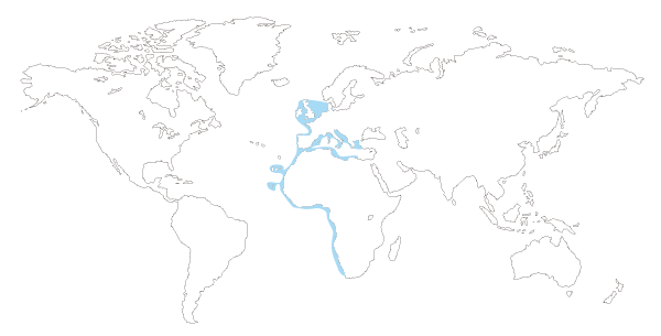 Mapa de distribución mundial del tiburón musola lisa (Mustelus mustelus)