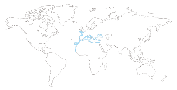 Mapa de distribución mundial del pez salmonete de roca (Mullus surmuletus)