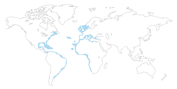 Mapa de distribución mundial del pez ballesta (Balistes capriscus, Balistes carolinensis)